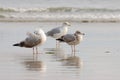 Three seagulls at the beach