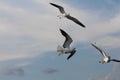 Three seagulls catch a piace of bread. Royalty Free Stock Photo