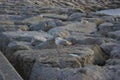 Three seagulls on coast stones