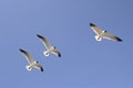 Three seagulls in flight Royalty Free Stock Photo