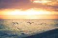 Three seagulls fly along the coastline of the beach on the background of a beautiful sunset. Toned image Royalty Free Stock Photo