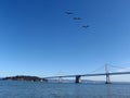 Three Seagulls fly in front of the San Francisco side of Bay Bridge