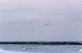 Three seagulls fly over the sea as a symbol of sea travel Royalty Free Stock Photo
