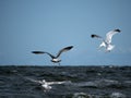 Three seagulls fly over the sea waves, hunting fish Royalty Free Stock Photo