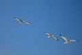 Three seagulls flying above in blue sky Royalty Free Stock Photo