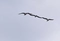 Three gulls flying Royalty Free Stock Photo