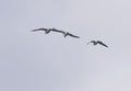 Three gulls flying Royalty Free Stock Photo