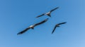 Three Seagulls Flying With Blue Sky Background Royalty Free Stock Photo