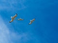 Three seagulls flying in blue sky Royalty Free Stock Photo