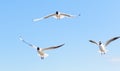 Three seagulls flying in the blue sky, with their wings open Royalty Free Stock Photo