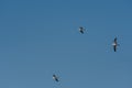 Three seagulls flying in clear blue sky Royalty Free Stock Photo