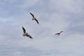 Three seagulls flying cloudy blue background freedom Royalty Free Stock Photo