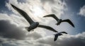 Three seagulls flying in a cloudy sky with bright sunlight Royalty Free Stock Photo