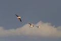 Three seagulls flying in cloudy sky Royalty Free Stock Photo