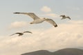 Three seagulls flying free up in the air. Royalty Free Stock Photo