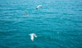 Three seagulls flying over blue sea, background Royalty Free Stock Photo