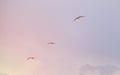 Three seagulls flying over the sea Royalty Free Stock Photo