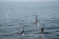 Three seagulls are flying Royalty Free Stock Photo