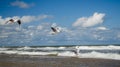 Three seagulls flying on the seashore Royalty Free Stock Photo