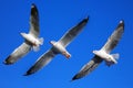 Three seagulls flying. Royalty Free Stock Photo