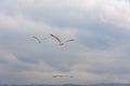 Three seagulls are flying in the sky Royalty Free Stock Photo