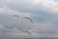 Three seagulls are flying in the sky Royalty Free Stock Photo