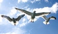 Three seagulls flying in the sky over blue sea Royalty Free Stock Photo