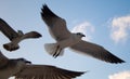 Three seagulls flying through the sky with their wings open Royalty Free Stock Photo