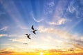 Three seagulls flying in the sky Royalty Free Stock Photo