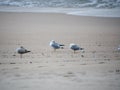 Three seagulls / herring gulls on the sandy beach preening Royalty Free Stock Photo