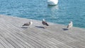 Three seagulls near blue water and a boat in the distance