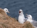 Three seagulls perched atop a straw bale near a body of water