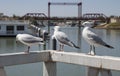 Three Seagulls