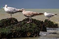 Three seagulls on a rock