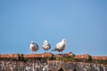 three seagulls on the roof