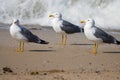 Three seagulls on a sandy beach Royalty Free Stock Photo