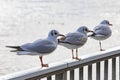 three seagulls sitting on a handrail at a river shore