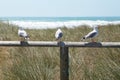 Three seagulls sitting on a pole at Pacific ocean, New Zealand