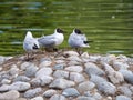 Three seagulls are sitting on a stone in the sea Royalty Free Stock Photo