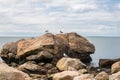 Seagulls stand on the rocks on the beach