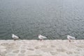 Three seagulls standind at the edge of stone embankment of Caspian Sea at Baku