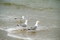 Three Seagulls