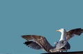 Seagulls taking off Royalty Free Stock Photo