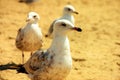 Seagulls waddle on beach sand
