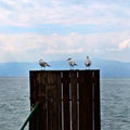 Three seagulls on a wooden door