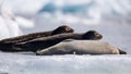 Three seals lie on an ice floe in the Joekulsarlon glacier lagoon.