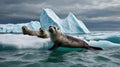Seals Resting on Ice Floe Against Dramatic Sky in the Arctic landscape Royalty Free Stock Photo