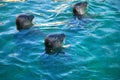 Three (3) Seals showing heads above water