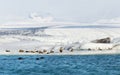 Three seals swimming by a group of eider ducks on floating iceberg at the base of a glacier