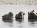 Three seals swimming in the water